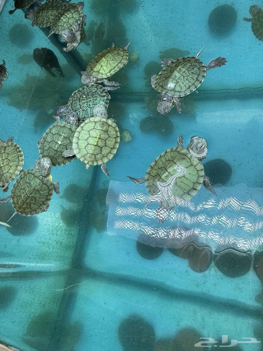 Small turtles for sale63066027068803113