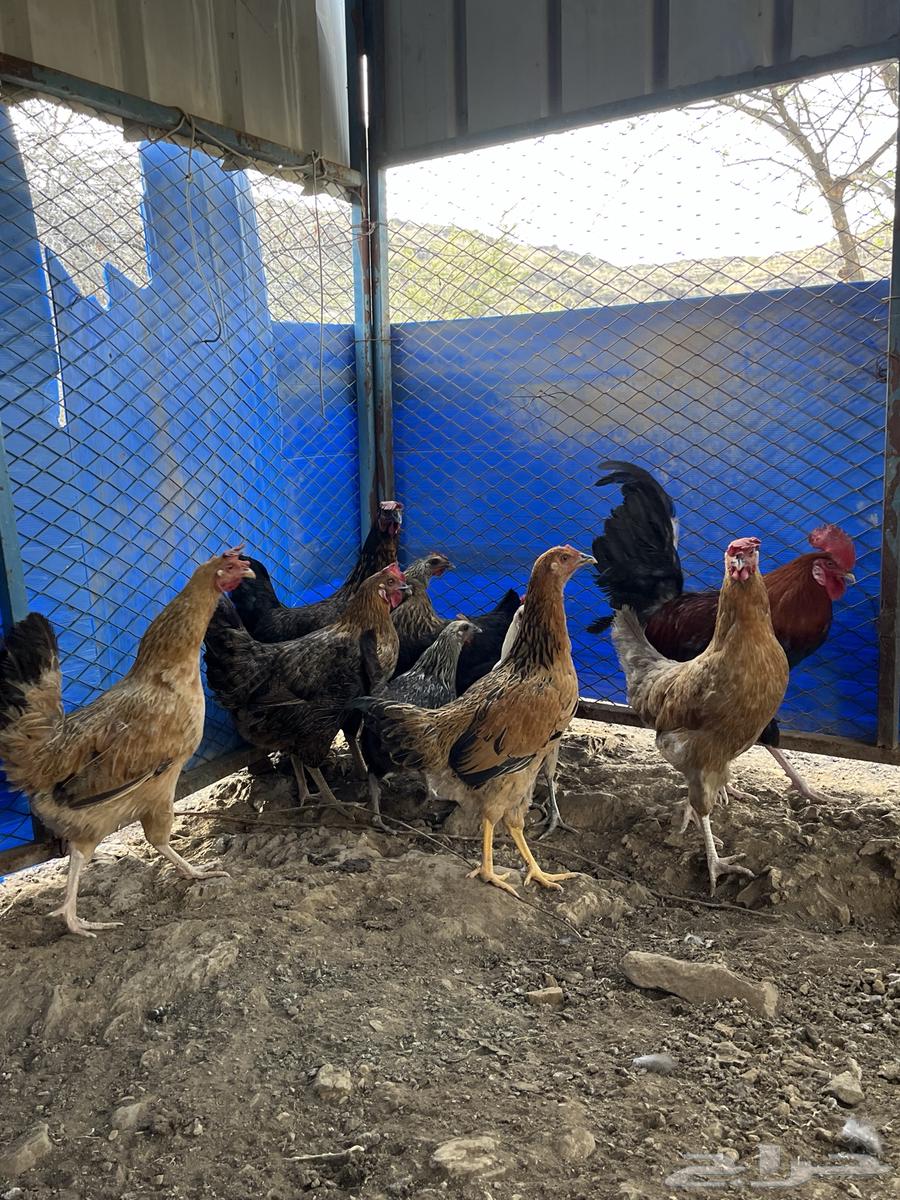 For sale, local chicken guaranteed ((( Sold, sold, sold )))63066398694401112