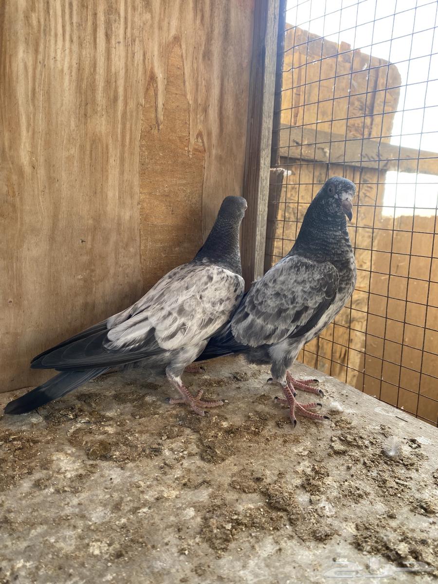 Pata Pata the Pakistani (completing the sale)63065592363778111