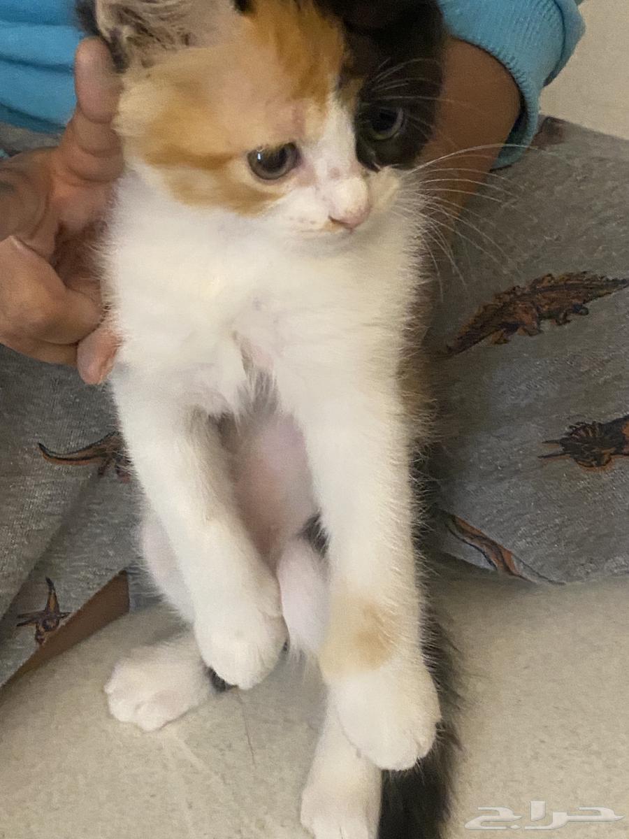 Two-month-old kittens for free adoption63066392816770111