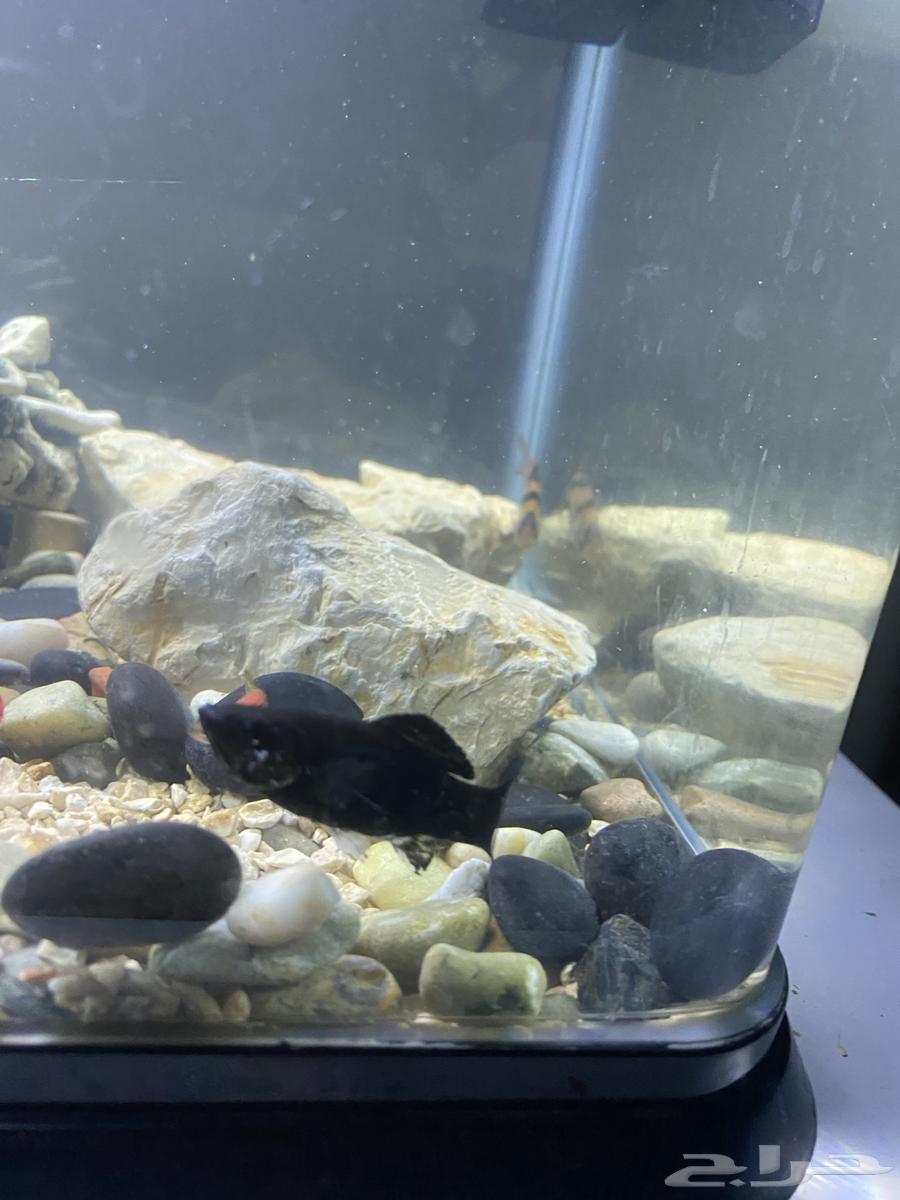 Cheap fish63067189118850113