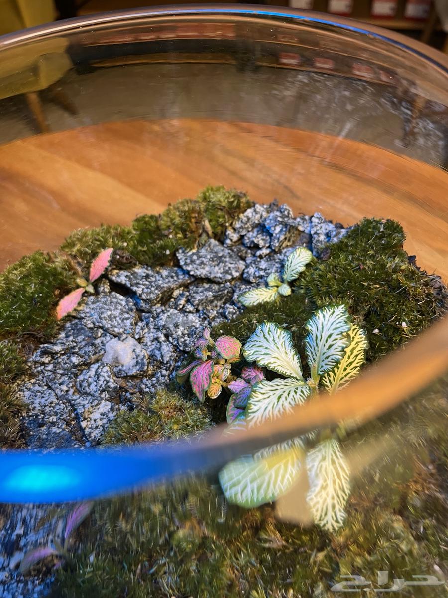 Terrarium basin63067607587843111