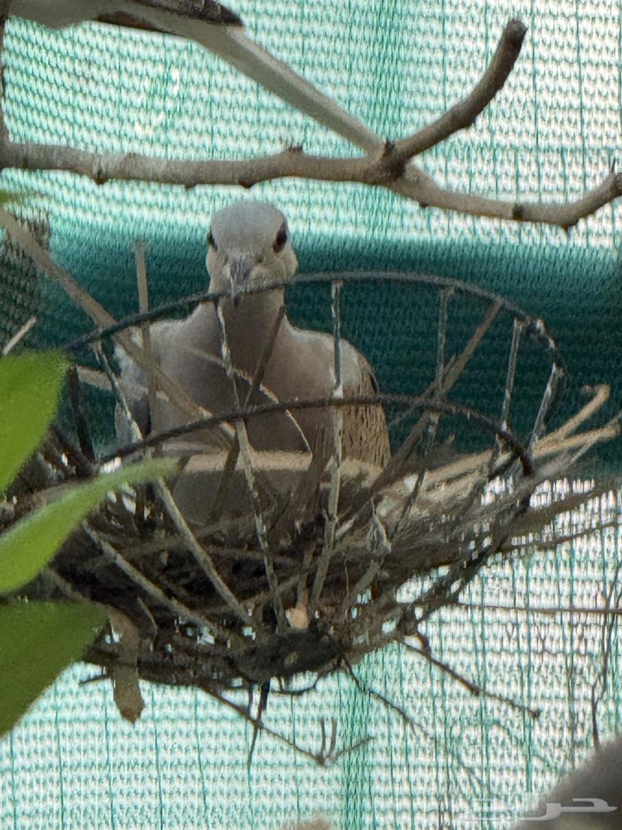 Birds for sale at attractive prices63065203407874112