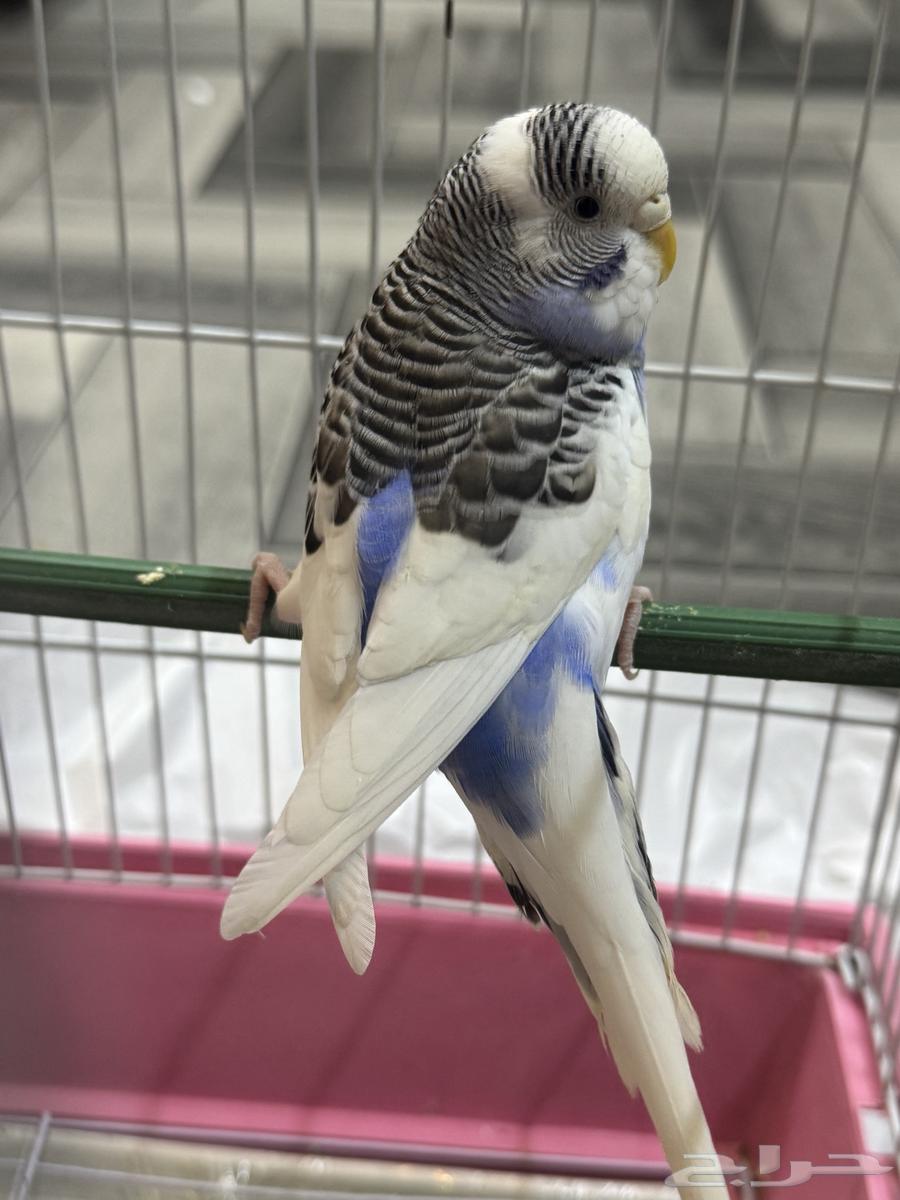 A pair of budgerigars63066409988738111