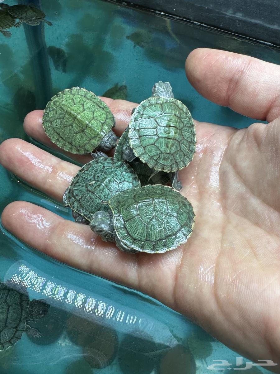 Small turtles for sale63066027068803111
