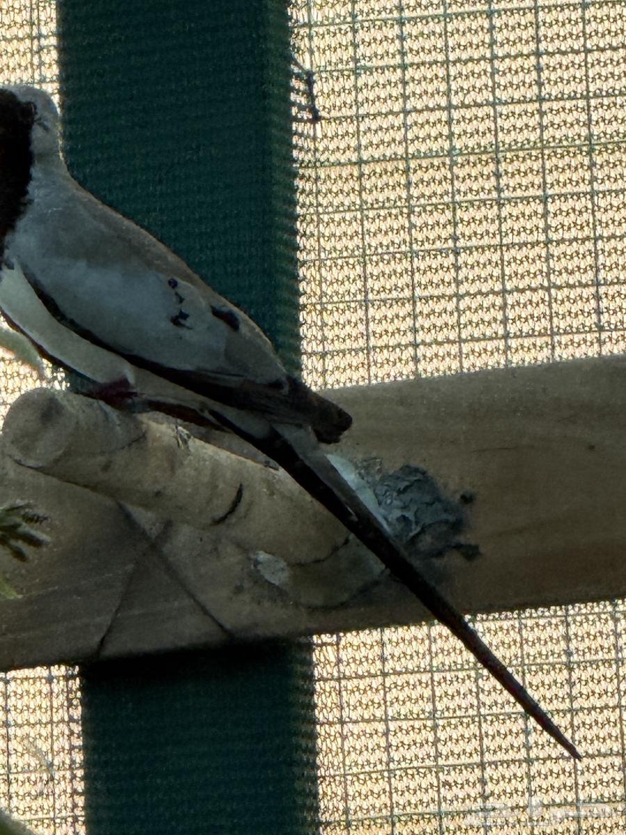 Birds for sale at attractive prices63065203407874114