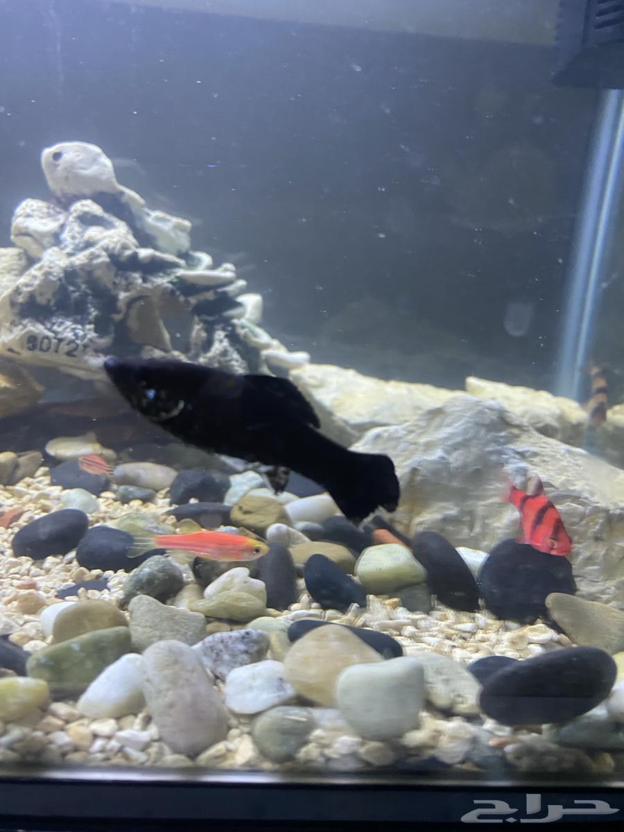 Cheap fish63067189118850114
