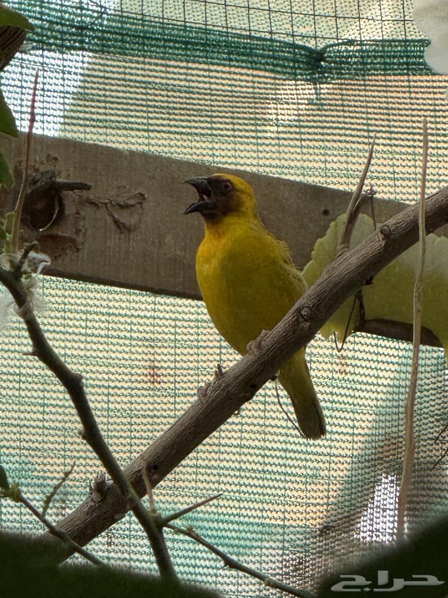 Birds for sale at attractive prices63065203407874111