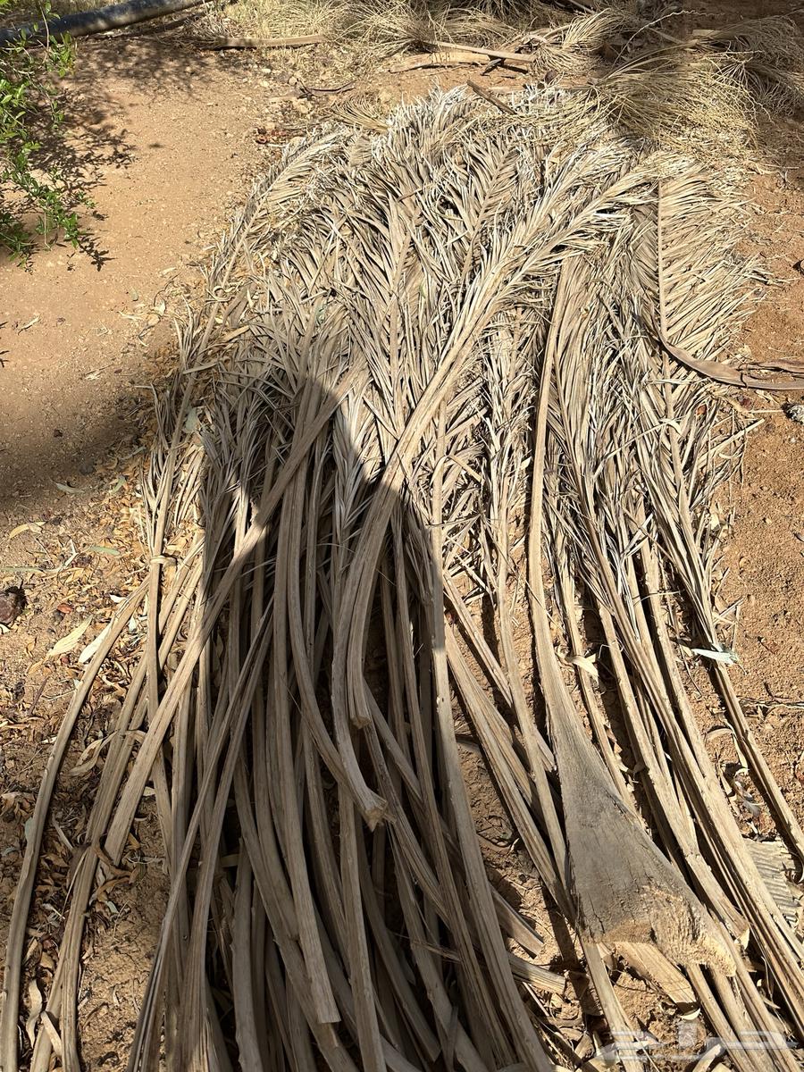 Date palm fronds63065597205634111