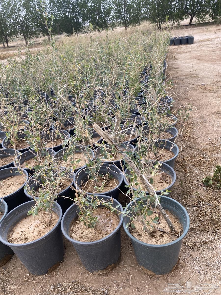 For sale, local sidr seedlings63065187568515111