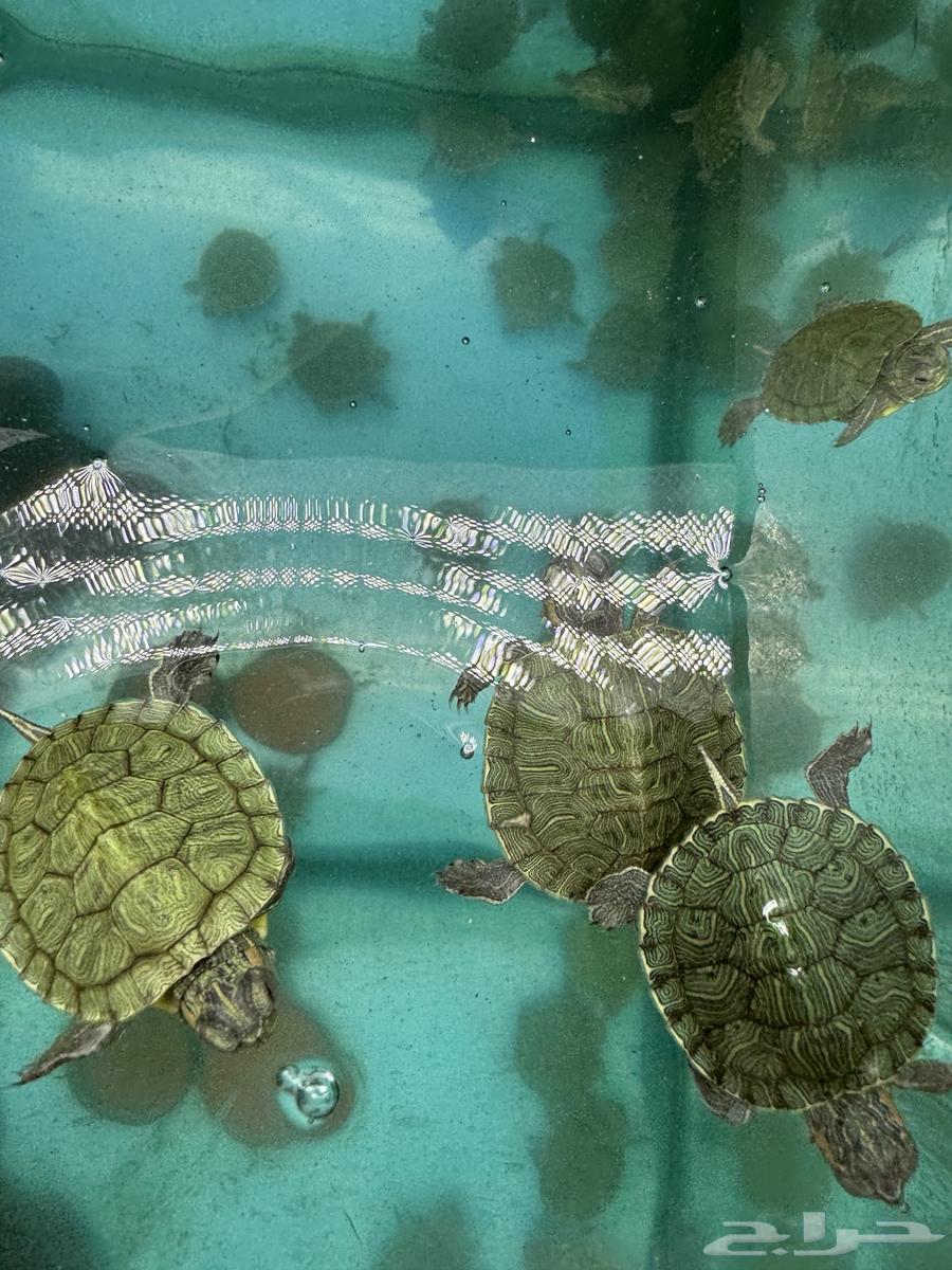 Small turtles for sale63066027068803112
