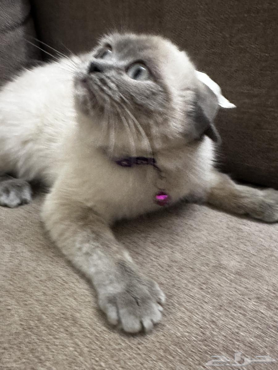Scotch Gray and White Cat for Sale63066372290691113