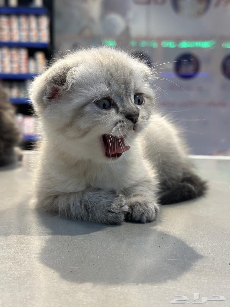 The cat has been sold63064821261698112