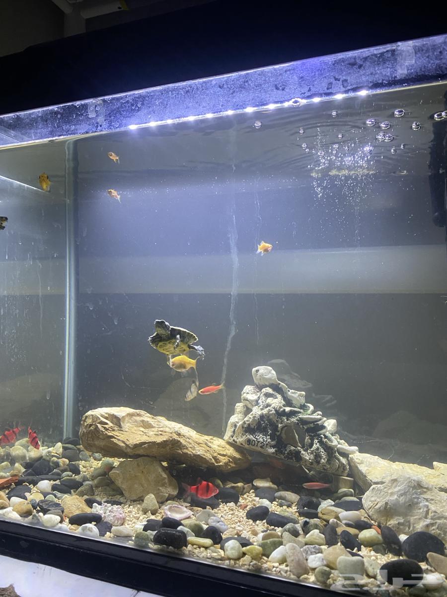Cheap fish63067189118850111