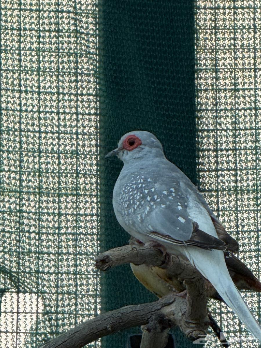 Birds for sale at attractive prices63065203407874113