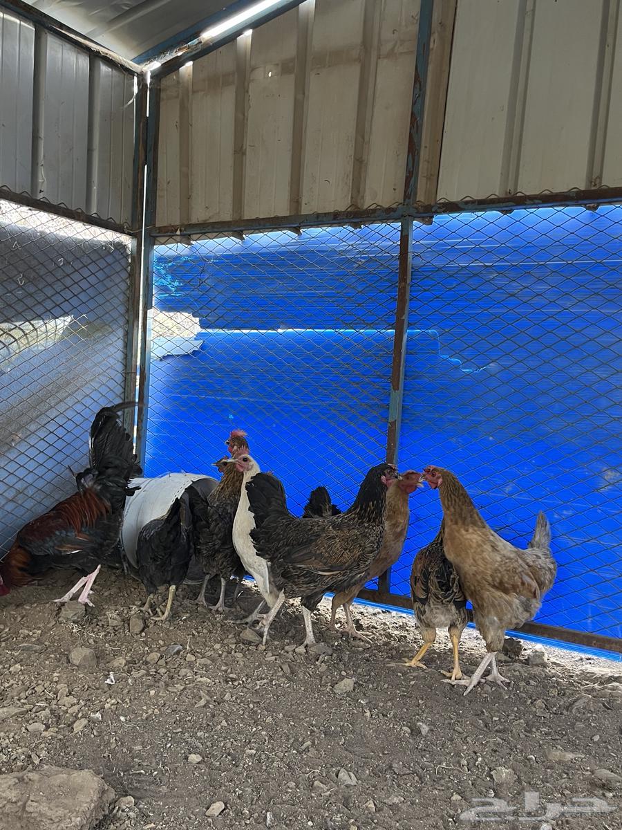 For sale, local chicken guaranteed ((( Sold, sold, sold )))63066398694401114