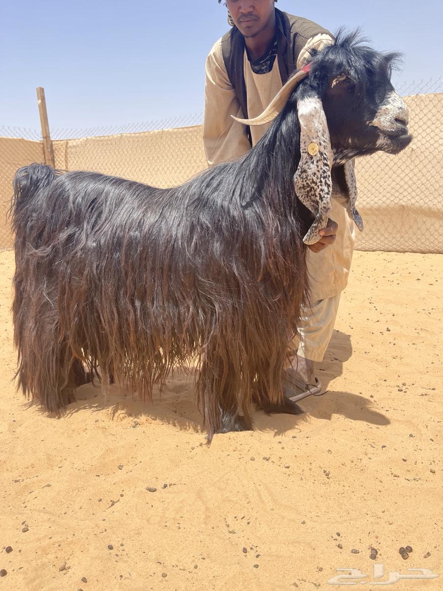 عرض لعشاق الزين معزاء عوارض صنف63066026666497111