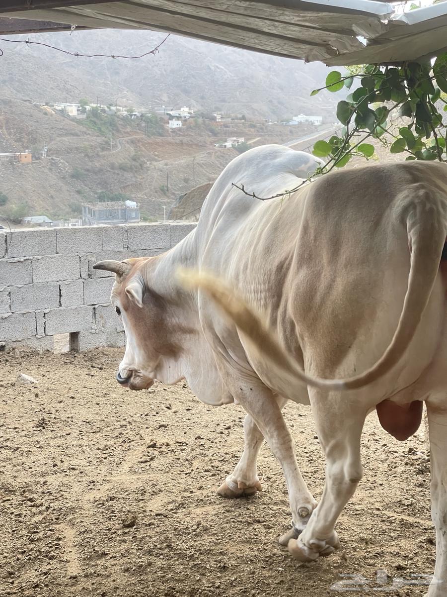 ثور عمر5-6سنه630655974499851121