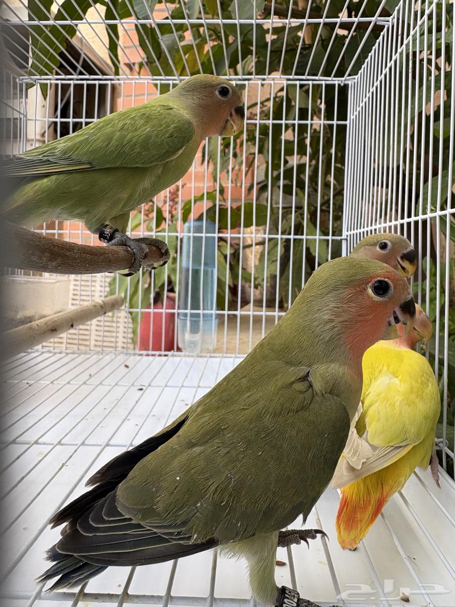 فروخ روز مفطومه ومحجله63066410335363111