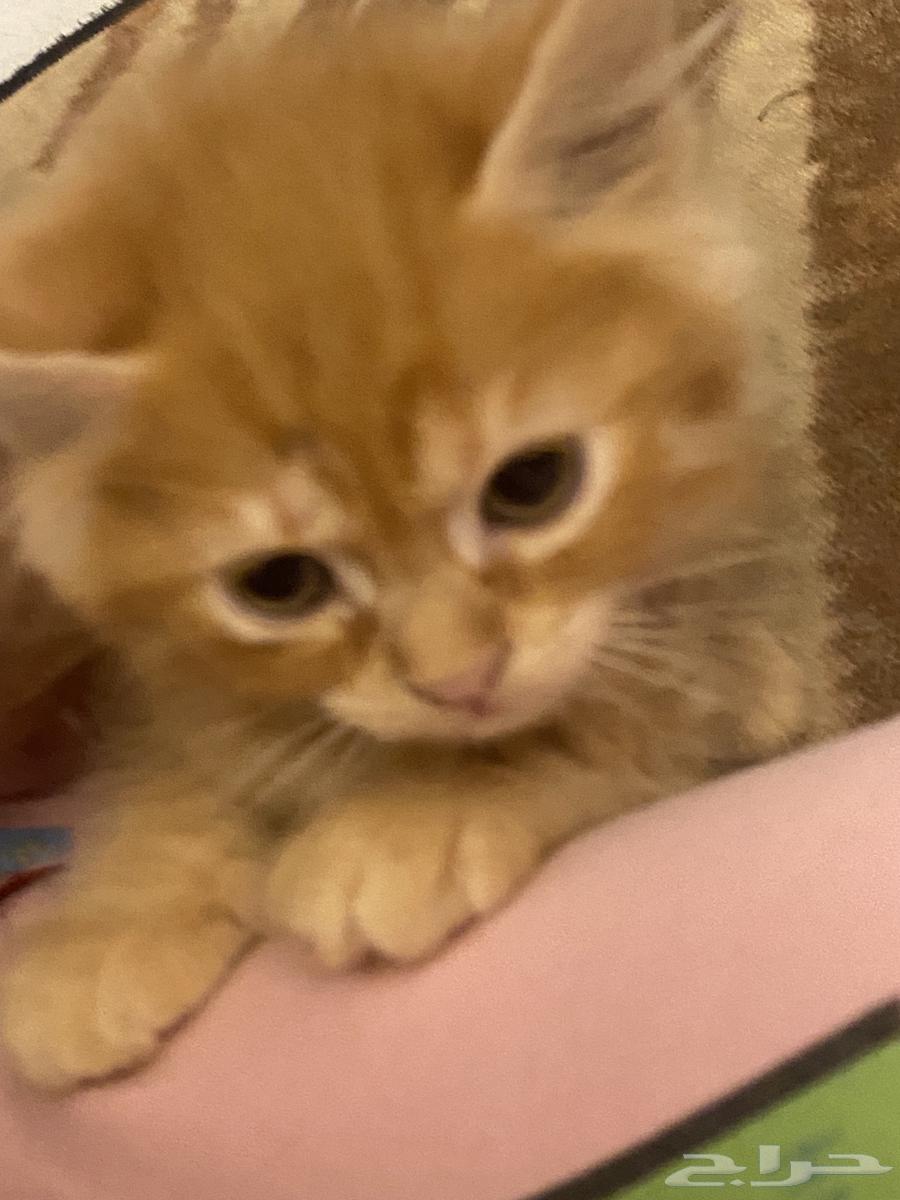 Two-month-old kittens for free adoption63066392816770112