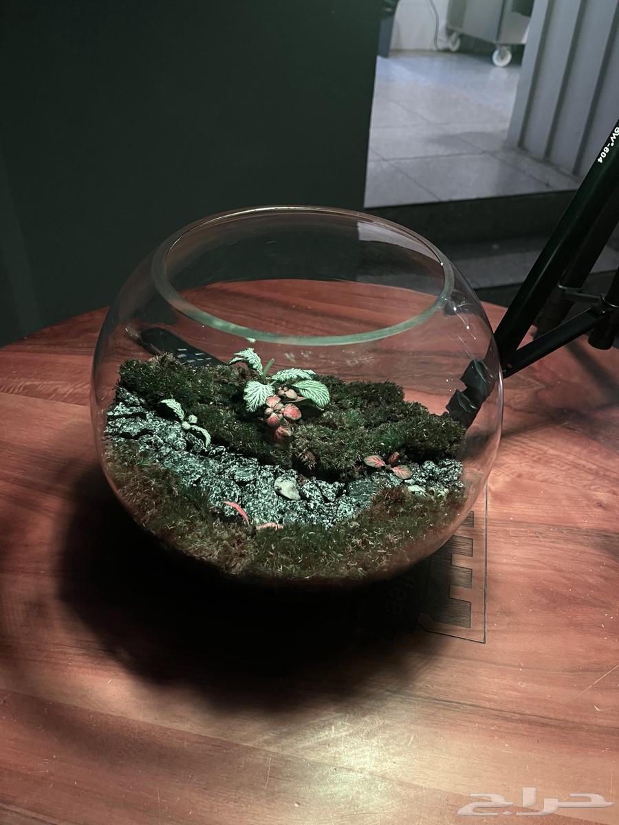 Terrarium basin630676075878431126