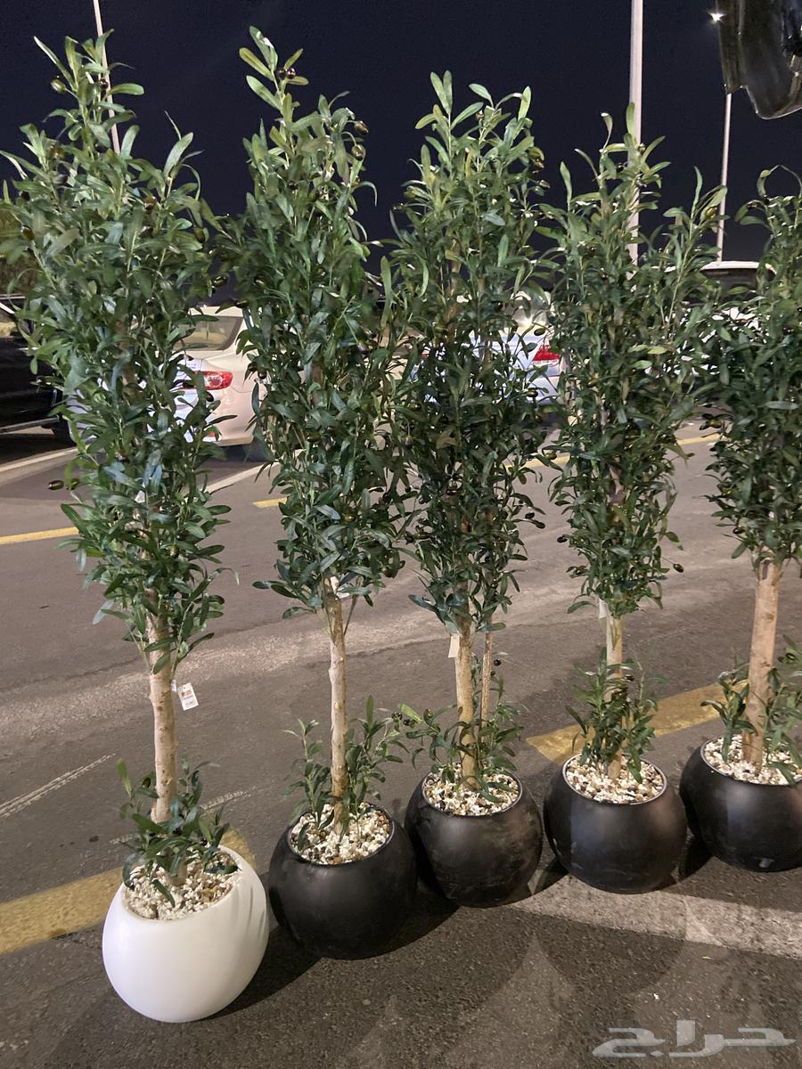 Natural trunk olive tree63064804544515112