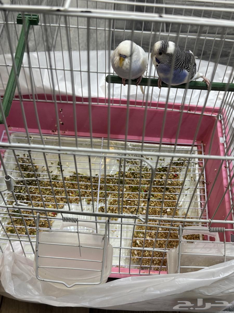 A pair of budgerigars63066409988738112