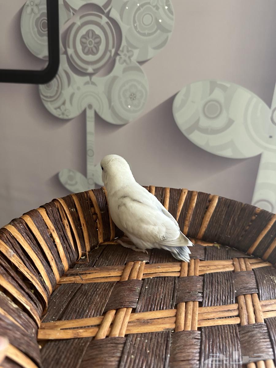 طير الروز نهايه غر قريب الفطام63065587364482113