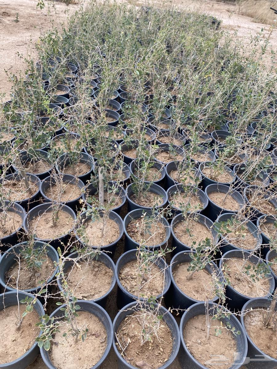 For sale, local sidr seedlings63065187568515112