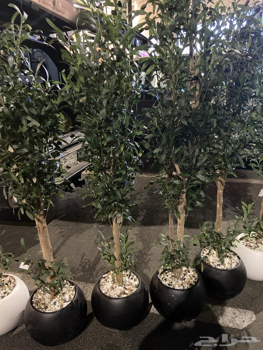 Natural trunk olive tree63064804544515111