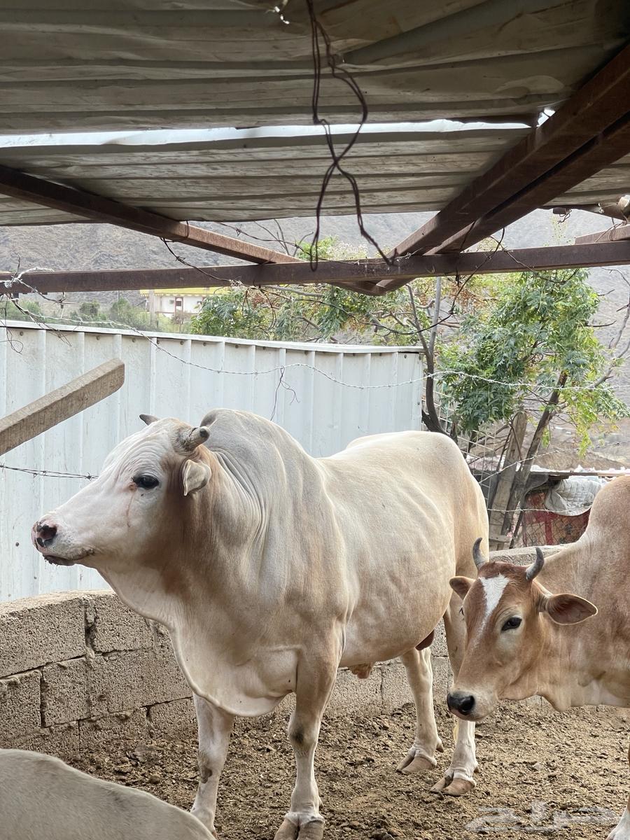 ثور عمر5-6سنه63065597449985113