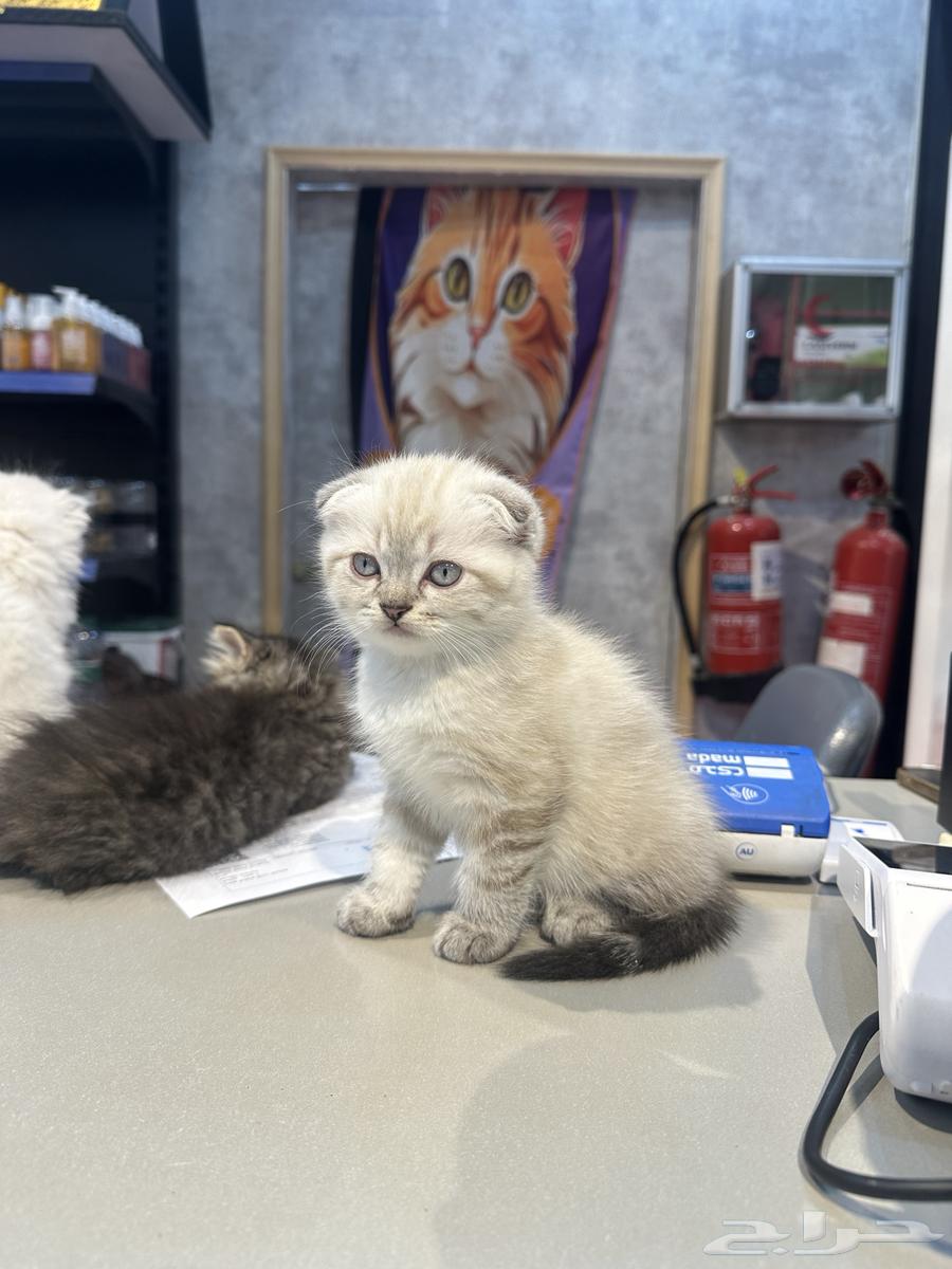 The cat has been sold63064821261698111