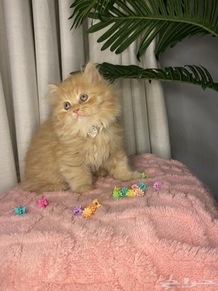 Scottish Fold kittens for sale63065219585025113