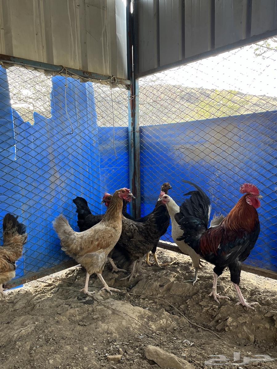 For sale, local chicken guaranteed ((( Sold, sold, sold )))63066398694401111