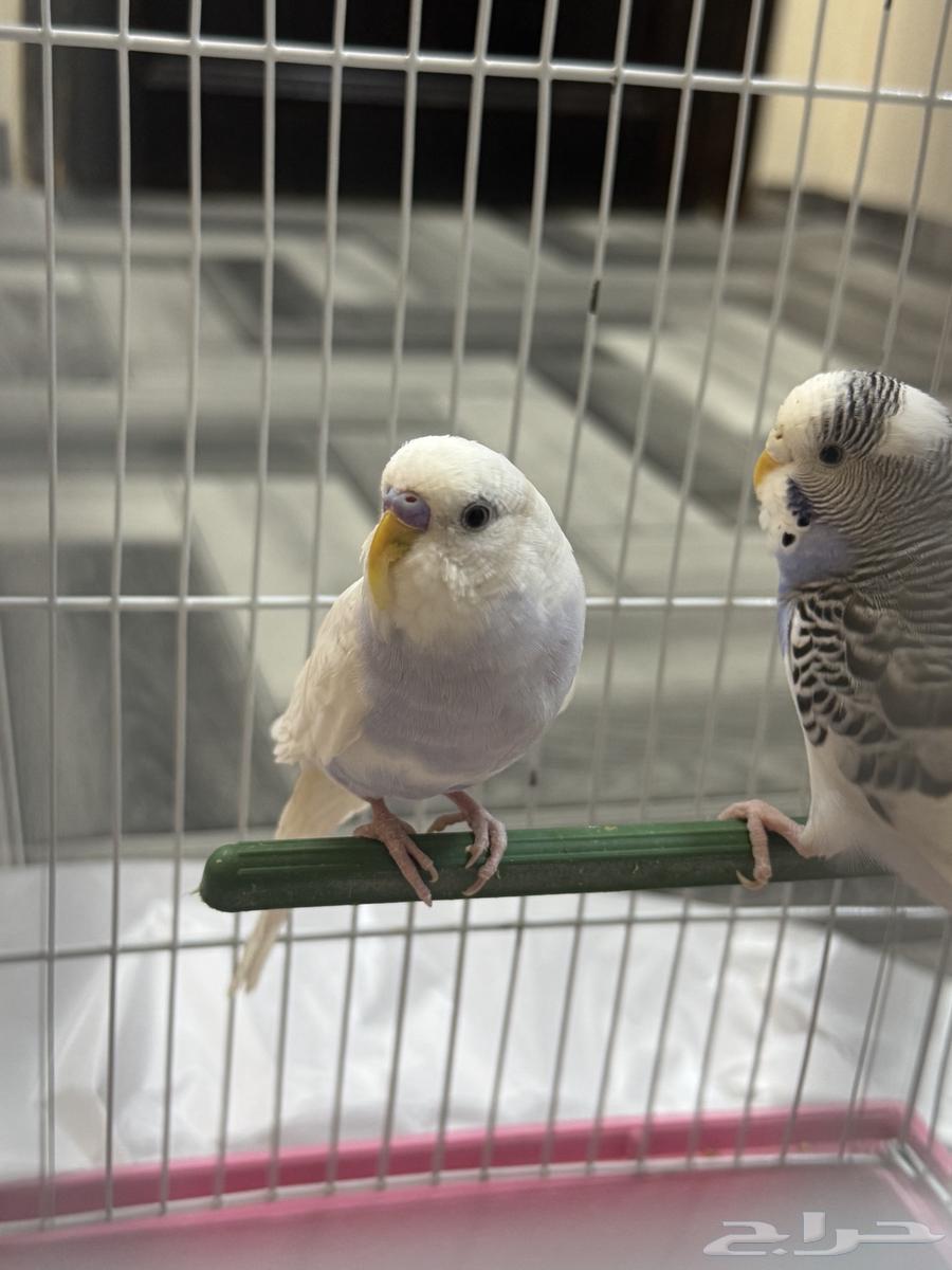 A pair of budgerigars63066409988738112