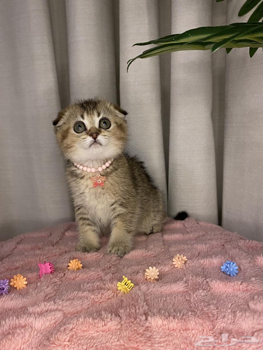 Scottish Fold kittens for sale63065219585025112