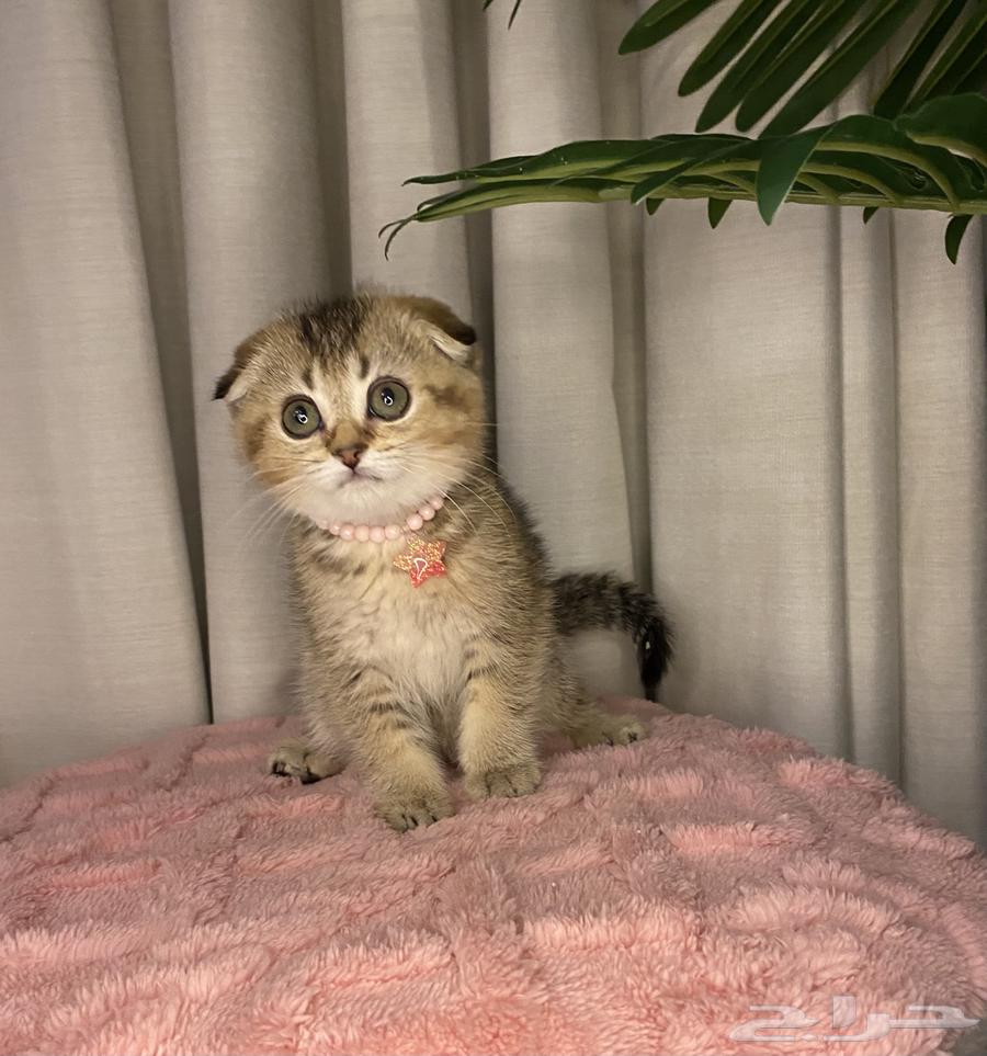 Scottish Fold kittens for sale63065219585025111