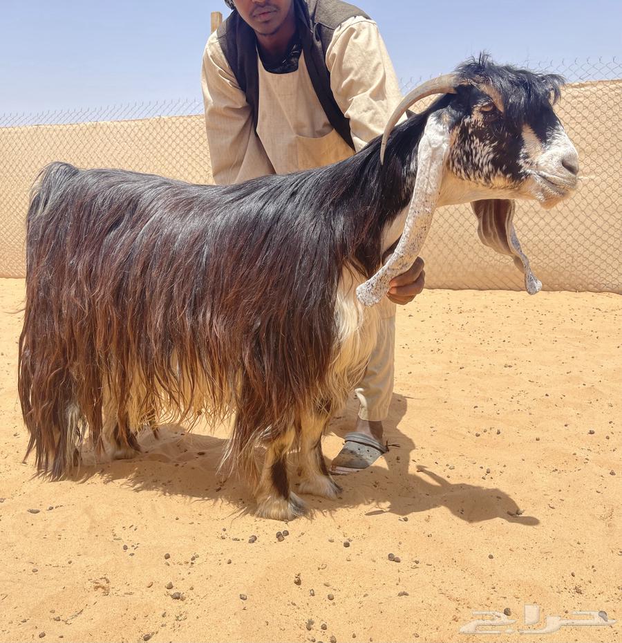 عرض لعشاق الزين معزاء عوارض صنف630660266664971124
