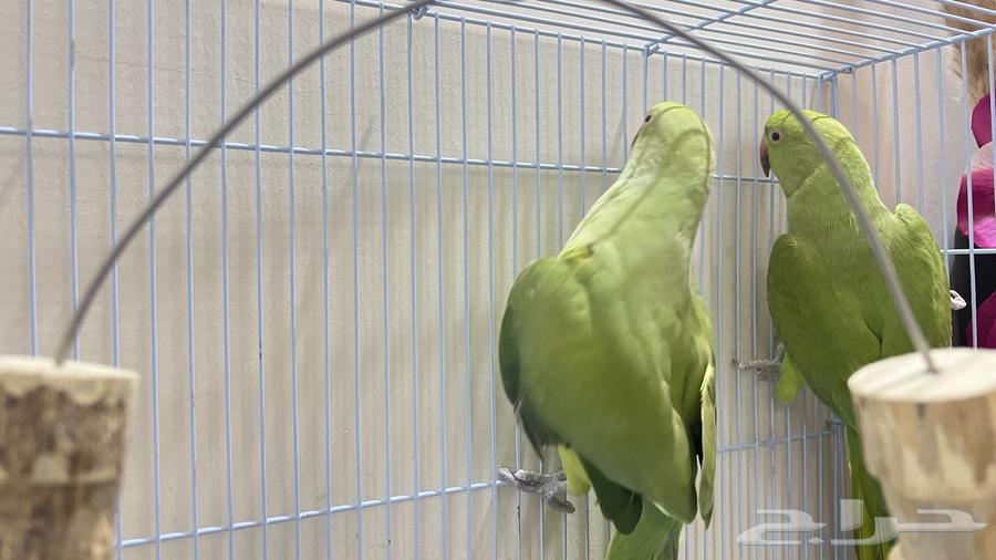 For sale, a pearl Indian parrot630656181105931114
