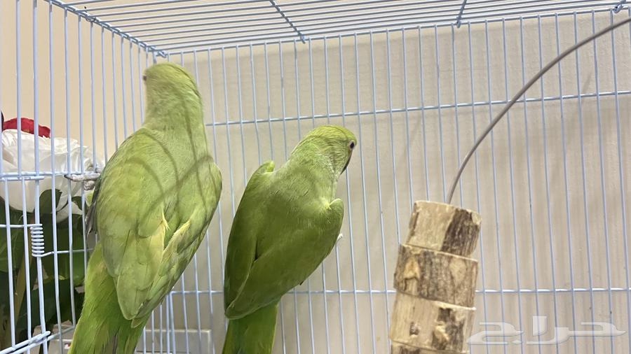 For sale, a pearl Indian parrot63065618110593112