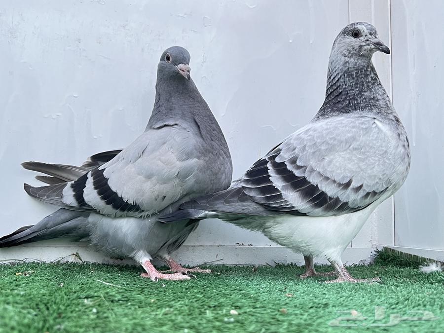 طبه تاكسن top63066027084801112