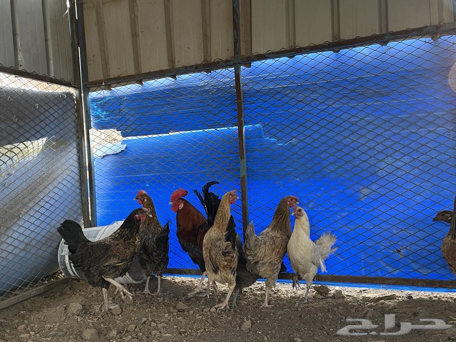 For sale, local chicken guaranteed ((( Sold, sold, sold )))63066398694401113