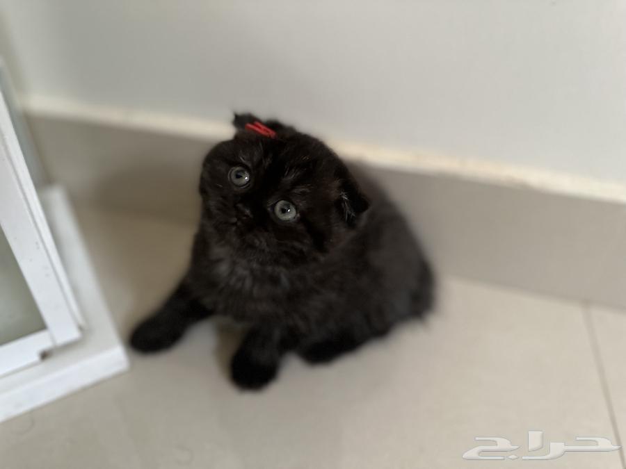 Female Scottish Fold cat, 50 days old, for sale63064804559106111