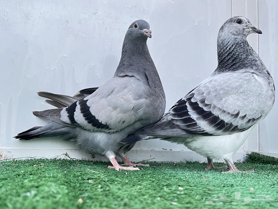 طبه تاكسن top63066027084801113