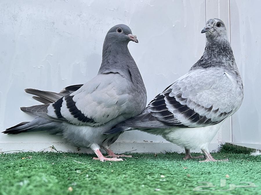 طبه تاكسن top63066027084801114