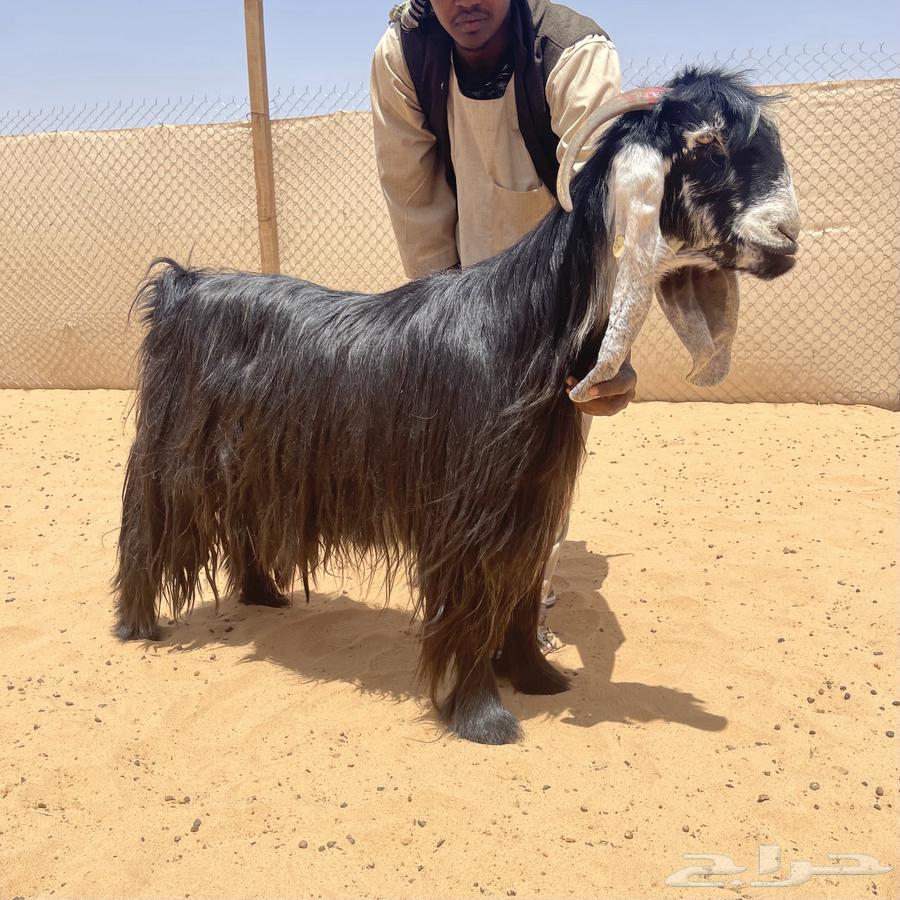 عرض لعشاق الزين معزاء عوارض صنف63066026666497112