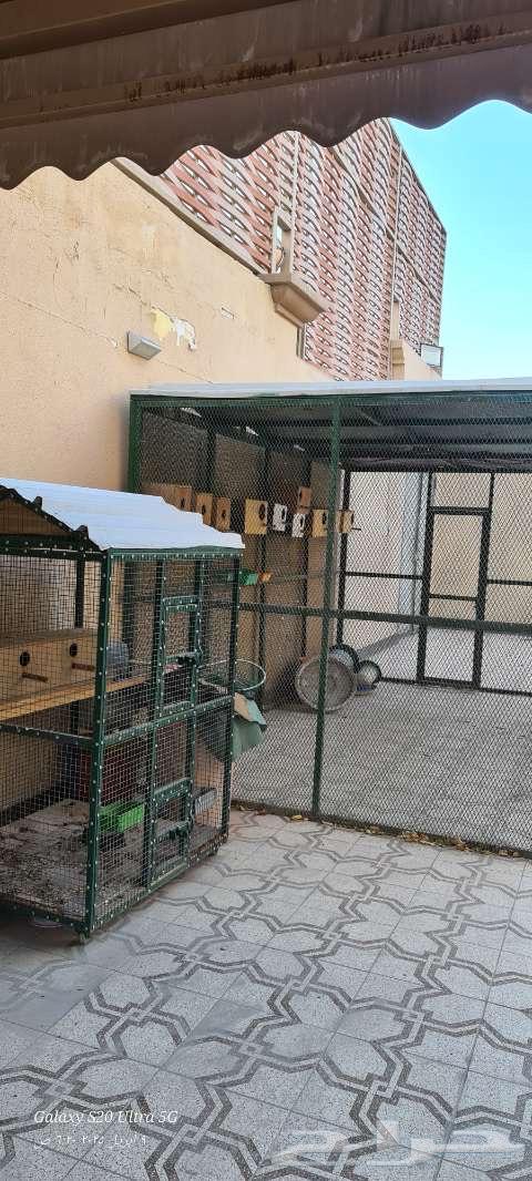 Bird cage63064809854209112