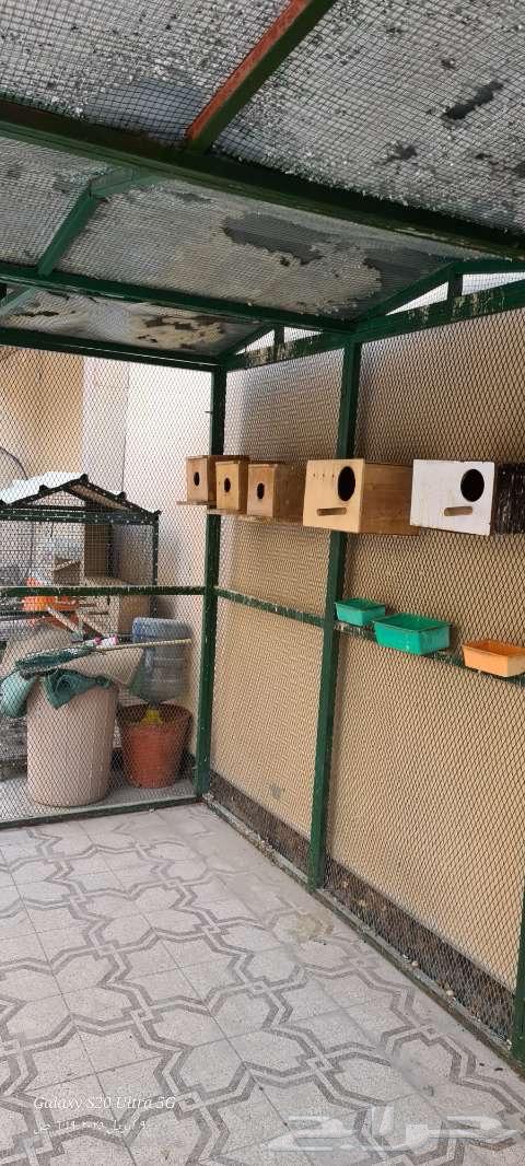 Bird cage63064809854209113
