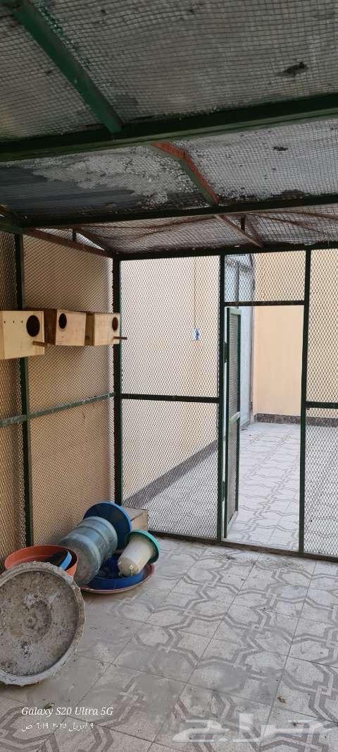 Bird cage63064809854209111