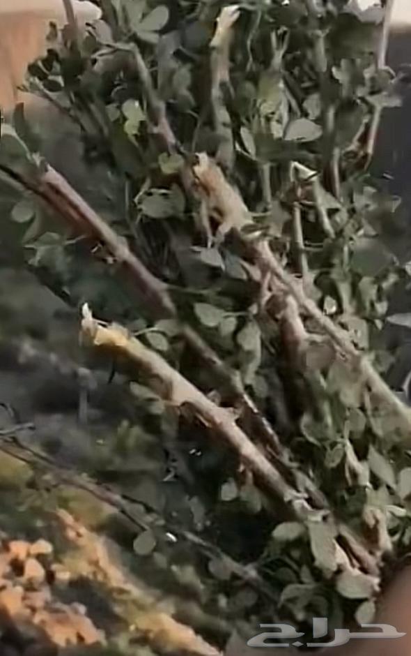 مسواك مساويك بشام قطف اليوم63065628057603111